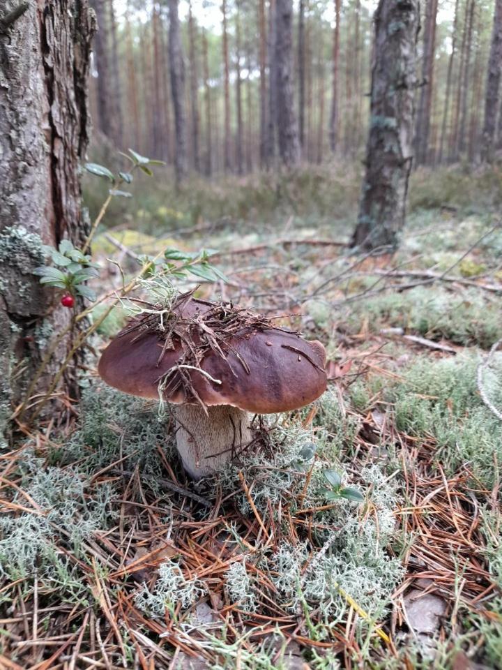 Sosnowka - Domki Nad Morzem Kopalino Eksteriør billede