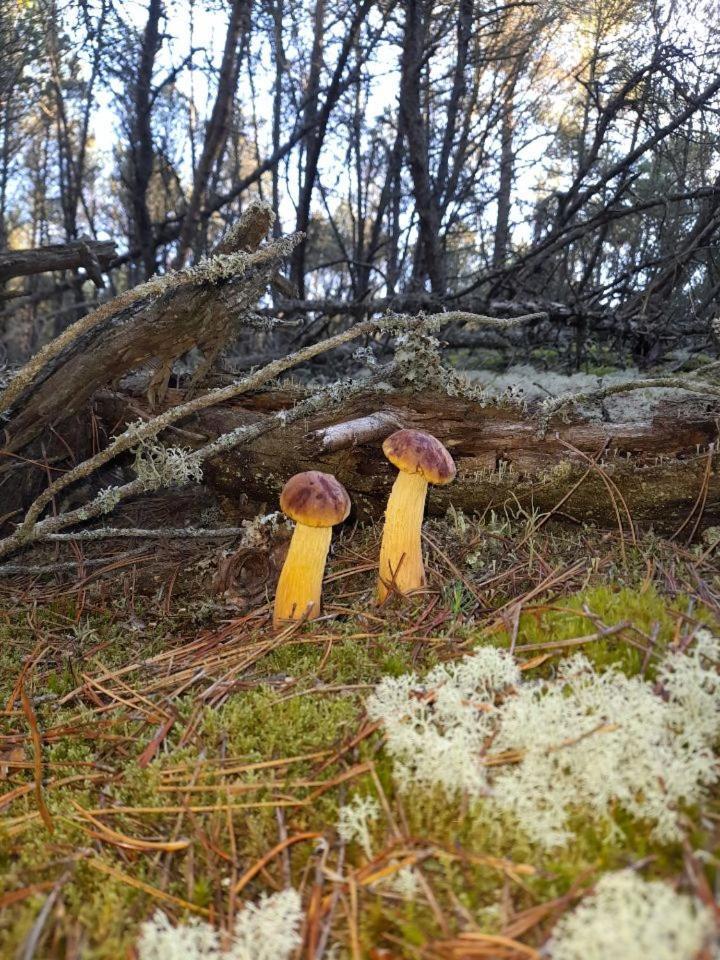Sosnowka - Domki Nad Morzem Kopalino Eksteriør billede