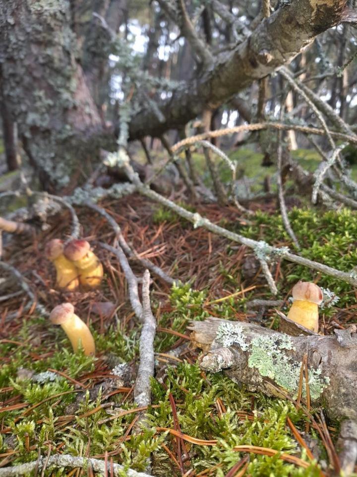 Sosnowka - Domki Nad Morzem Kopalino Eksteriør billede