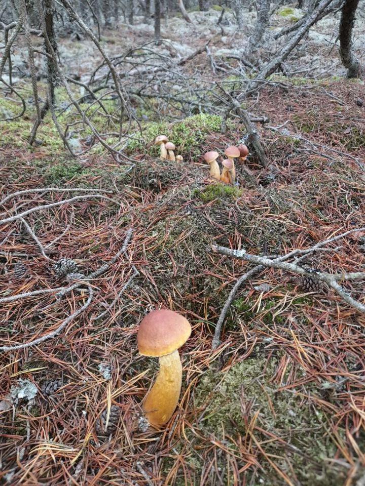 Sosnowka - Domki Nad Morzem Kopalino Eksteriør billede