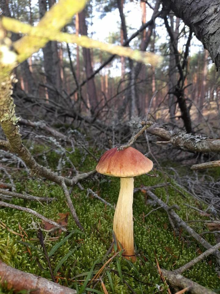 Sosnowka - Domki Nad Morzem Kopalino Eksteriør billede