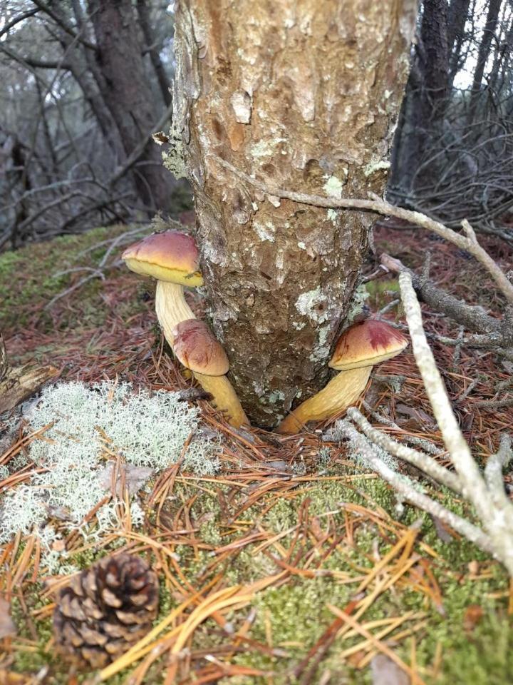Sosnowka - Domki Nad Morzem Kopalino Eksteriør billede